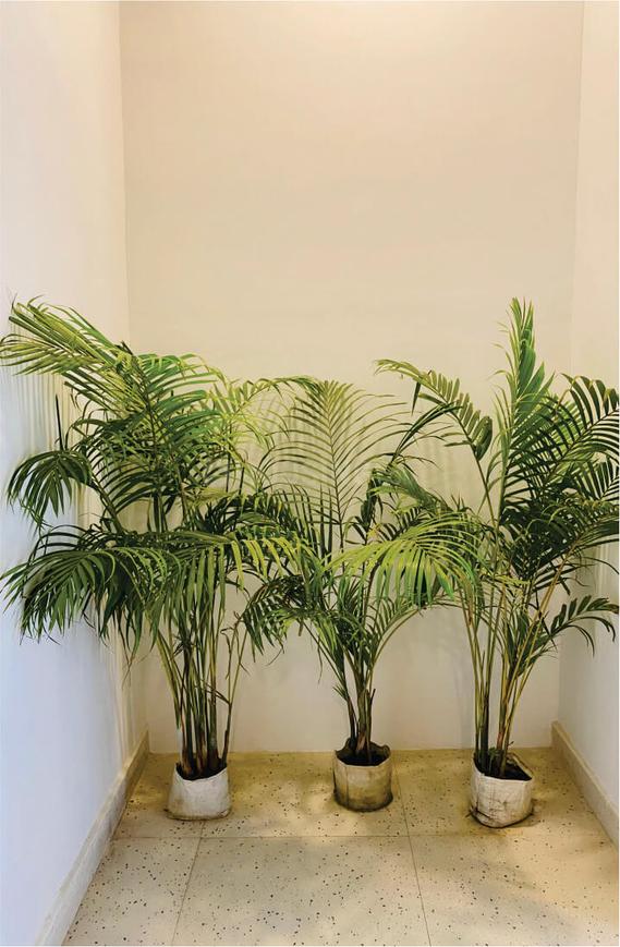 Beetle Orchid - Image 8