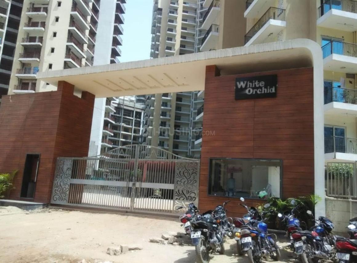 Town White Orchid - Image 11