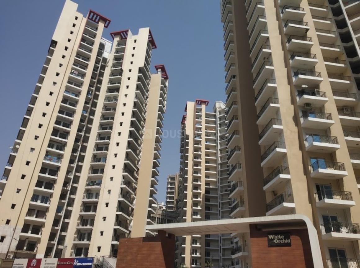 Town White Orchid - Image 2