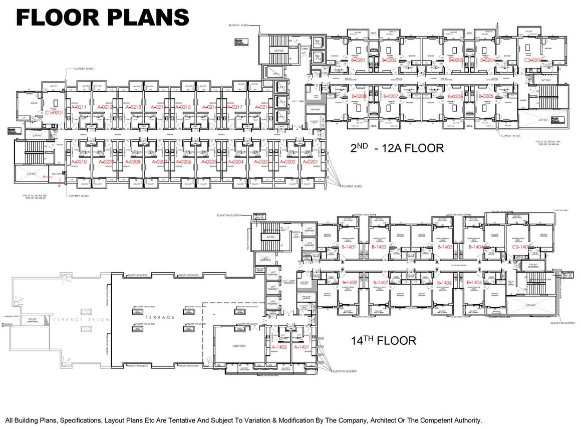 Beetle Orchid - Image 30