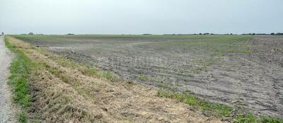 20000 Sq.ft Residential Plot for Sale in Baraudha, Mirzapur
