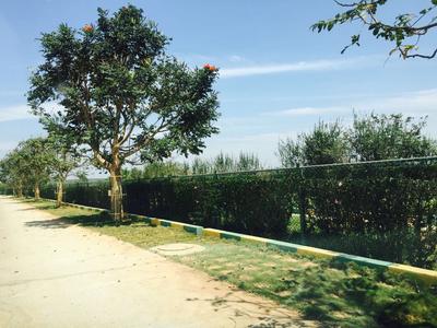Gallery Cover Image of Sq.ft Residential Plot for buy in Dodda Thattamangala for 10242800