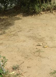 Gallery Cover Image of Sq.ft Residential Plot for buy in Sector 51 for 32148000