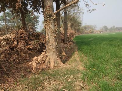 6000 Sq.ft Residential Plot for Sale in Danapur, Patna