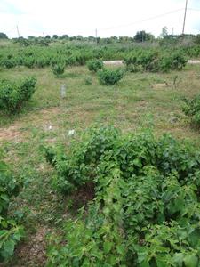 Residential Plot