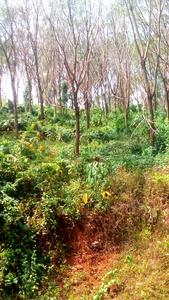 Gallery Cover Image of Sq.ft Residential Plot for buy in Kozhikode for 55500000