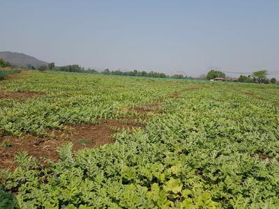 Gallery Cover Image of Sq.ft Residential Plot for buy in Katraj for 1500000