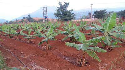 Residential Plot
