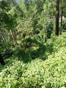 Gallery Cover Image of Sq.ft Residential Plot for buy in Tutikandi for 120000000