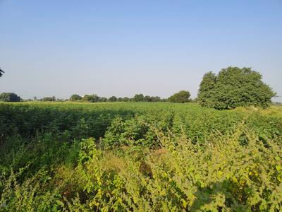 9684 Sq.ft Residential Plot for Sale in Gangadhara, Karimnagar