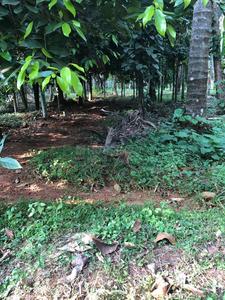 Gallery Cover Image of Sq.ft Residential Plot for buy in Amalanagar for 16500000