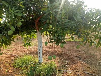 Residential Plot
