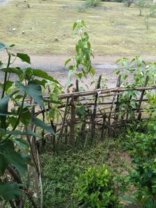 1920 Sq.ft Residential Plot for Sale in Cuddalore, Cuddalore