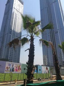 Gallery Cover Image of 539 Sq.ft 1 BHK Apartment for buy in Wadala for 28000000
