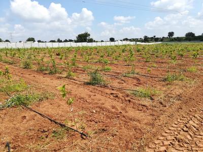 Gallery Cover Image of Sq.ft Residential Plot for buy in Edulabad for 1400000