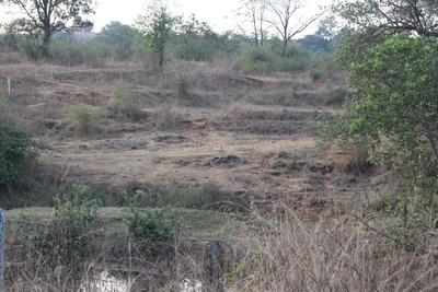 Gallery Cover Pic of Elysian Phuloraa