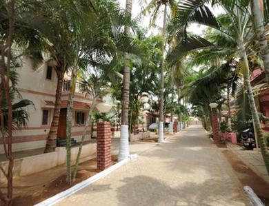 Parsn Palm Legend
